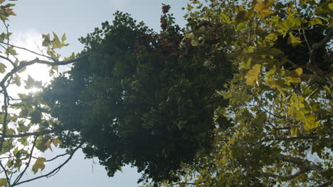 tree with mistletoe