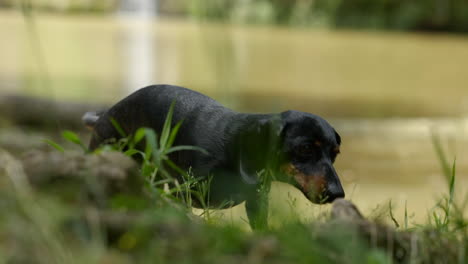 Adorable-miniature-dachshund-dog-shaking-after-going-into-river