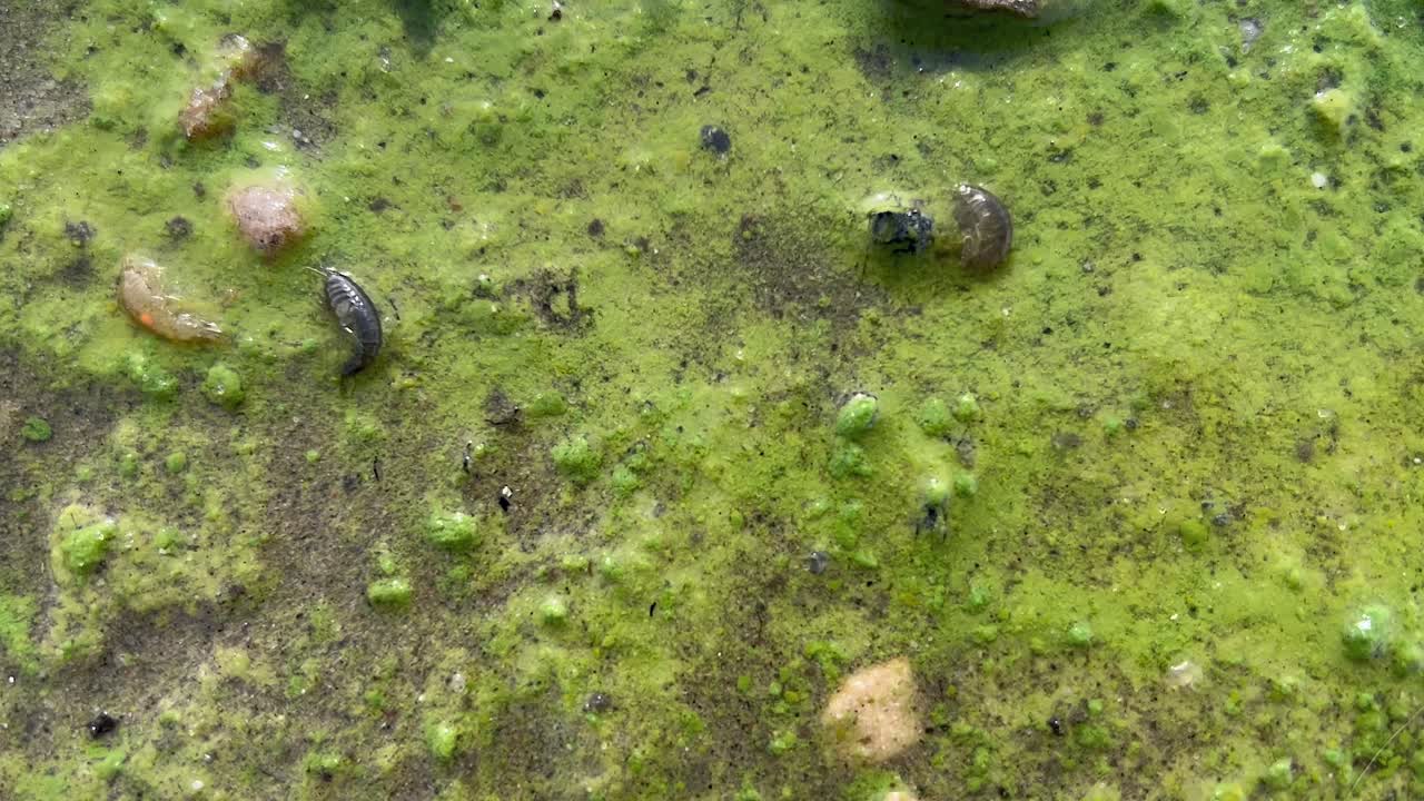 Small freshwater amphipods squirm thru green algae on sandy lakeshore
