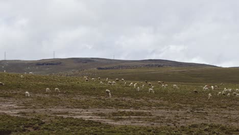 campo lleno de llamas y alpacas, pampas galeras, perú 4k