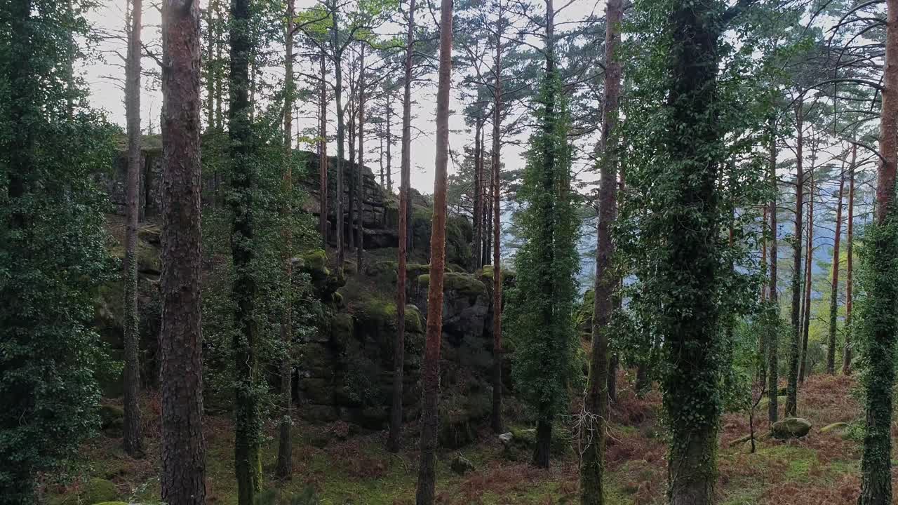 Tiheä metsä täynnä korkeita puita.