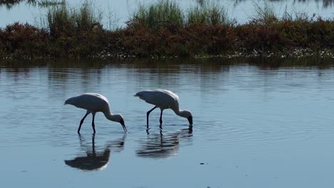 Royal-spoonbill-bird-wading-in-shallow-water-and-hunting-prey-in-lake,-panning-shot