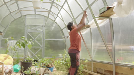 SLIDER-REVEAL-shot-of-an-Asian-woman-tying-up-her-tomato-plants