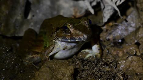 Seen-breathing-and-then-it-goes-away-as-the-light-was-turned-off,-Blyth's-River-Frog-Limnonectes-blythii,-Thailand