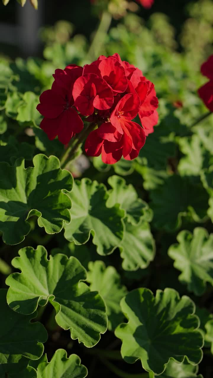 Close-up video angle capturing vibrant red flowers amidst lush green leaves, showcasing nature's