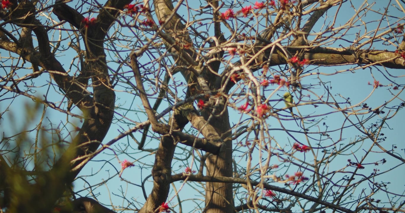 Periquito verde posado en una rama de árbol