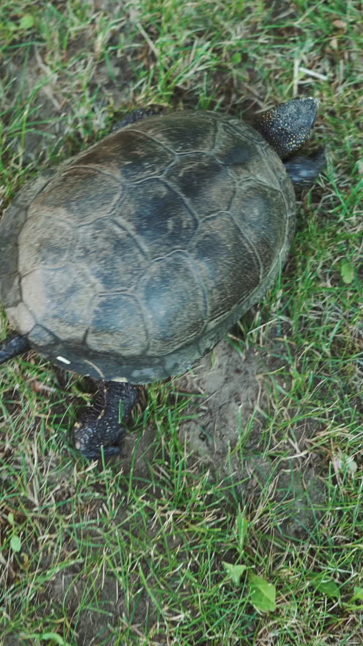 turtle with a tail is crawling on the grass on the lawn in the summer in the yard. Close-up Vertical video
