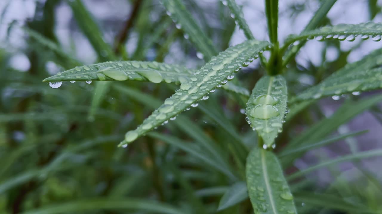 close-up view of long slender green leaves adorned with numerous sparkling water droplets, The foreground leaves are sharply in focus showing droplets clinging to their surfaces and edges