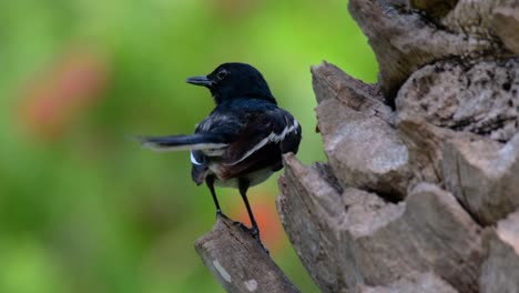 the oriental magpie-robin is a very common passerine bird in thailand in which it can be seen anywhere