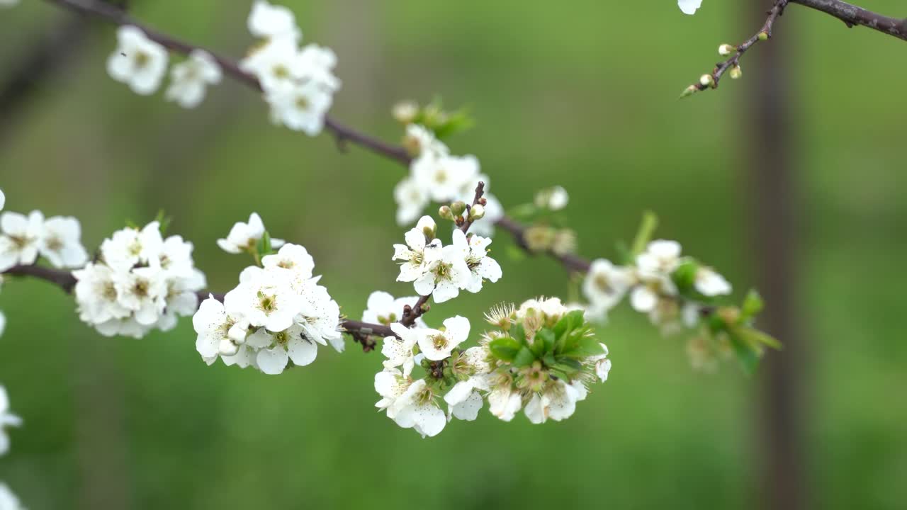 Tree with Flowers on the Farm.