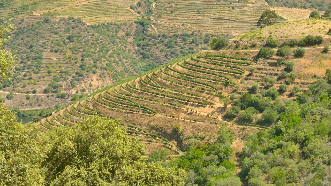 Terraced Vineyards And Olive Groves On Agricultural Landscape Of Douro Valley In Porto, Portugal