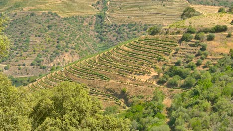 terraced vineyards and olive groves on agricultural landscape of douro valley in porto, portugal