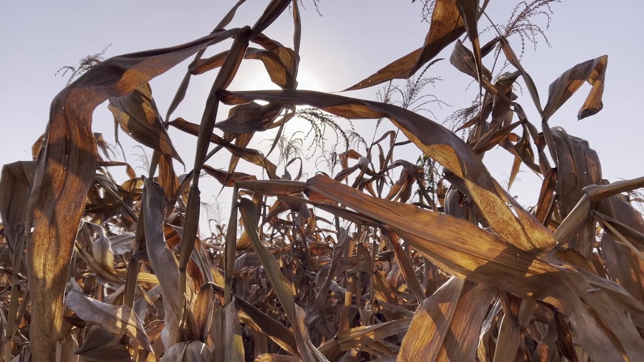 Dried corn stalks sway gently under the bright sun in a rural farm field during late autumn