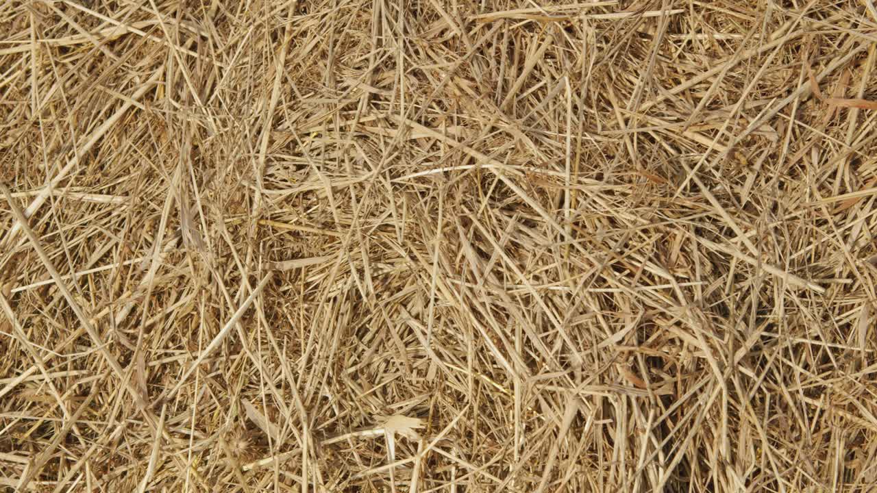 otoño - tiempo de cosecha. balas de heno de cerca. concepto de la agricultura.