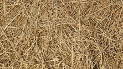 otoño - tiempo de cosecha. balas de heno de cerca. concepto de la agricultura.