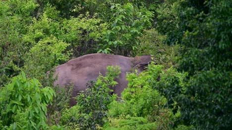 the asiatic elephants are endangered species and they are also residents of thailand