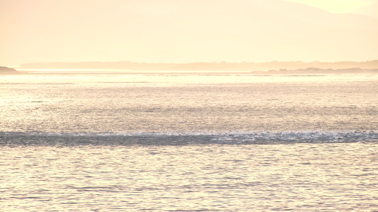 Ocean surface churned up by pod of dolphins swimming and jumping at sunrise