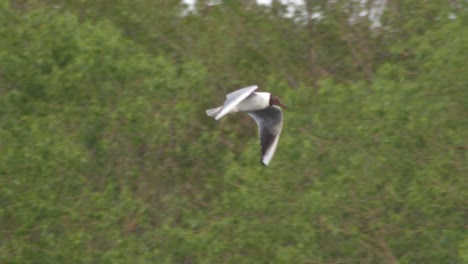 vista de gaviota de cabeza negra volando contra los árboles verdes - cámara lenta