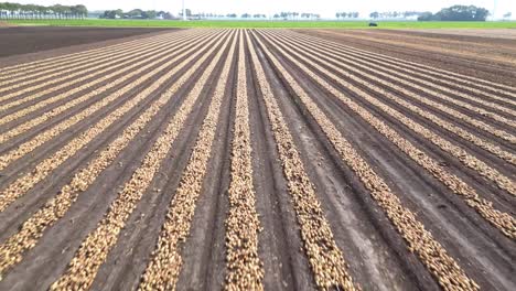 Flying-over-the-onion-fields