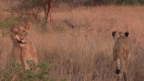 los leones jóvenes juegan y mastican pequeñas ramas en las altas praderas de áfrica