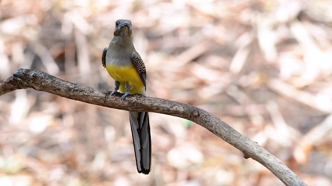 el trogón de pecho naranja es un ave confiada de tamaño mediano que se encuentra en tailandia
