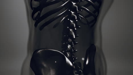 3d-rendered-medical-animation-of-a-human-bones