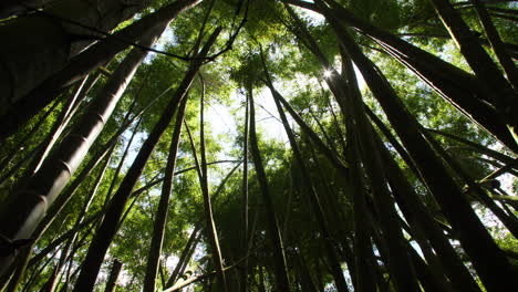 bamboo forest looking up into the canopy ending with huge green sun flare slow motion