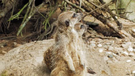 Un-Par-De-Suricatas-Mirando-Alrededor-De-Su-Hábitat-En-El-Zoológico-De-Gdansk-En-Polonia