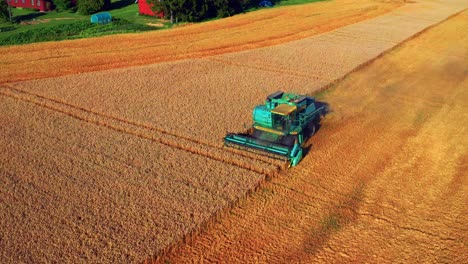 aerial of combine harvester working in wheat field in summer - drone shot