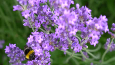 Bumble-bee-pollination-summer-flowers-2