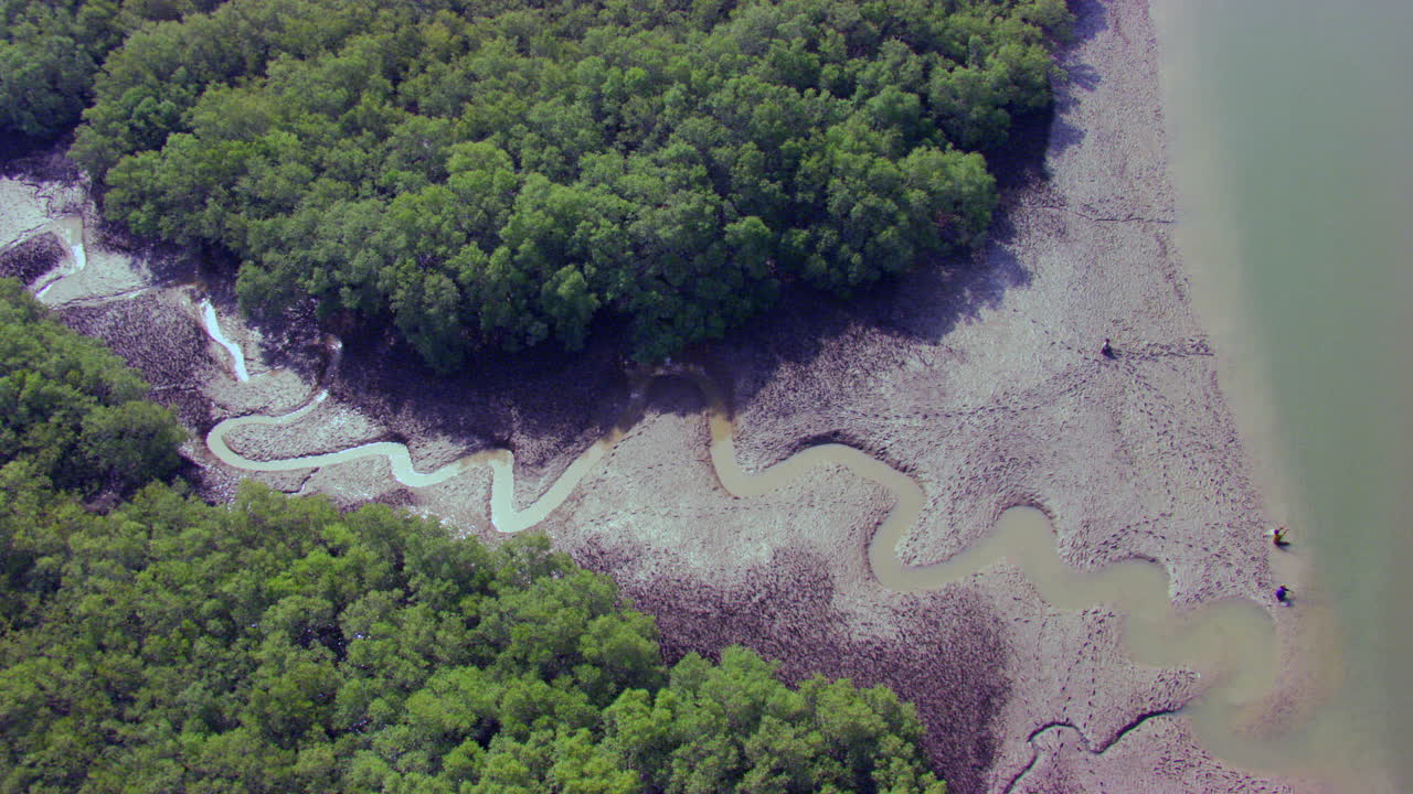 vista superior del bosque de manglares en su costa a lo largo de la costa oeste de la india
