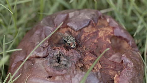 close up shot of a rotten apple with a single fly on it