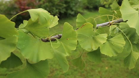 ginkgo biloba tree branch green leaves selective focus