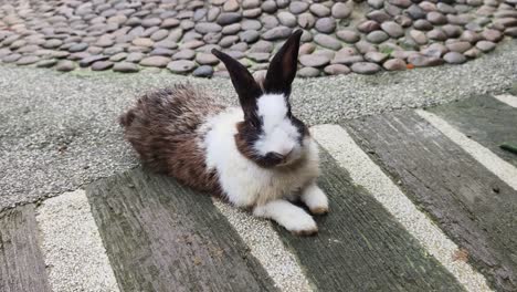 cute rabbit on a stone path