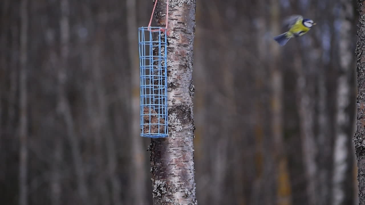 yellow-breasted blue tit at the bird feeder flies away