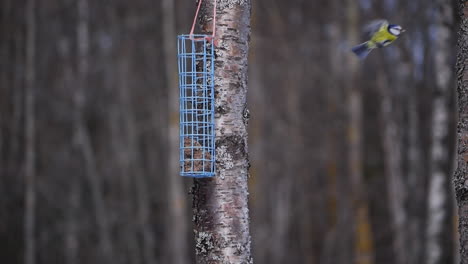 Gelbbrust-Blaumeise-Am-Vogelhäuschen-Fliegt-Weg