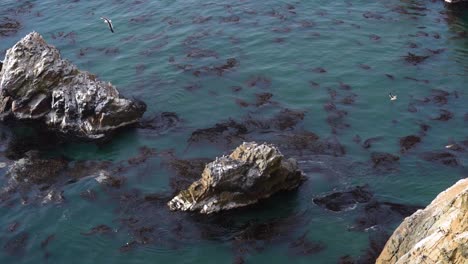 coastal waters filled with kelp forests, perfect marine environment, slow motion