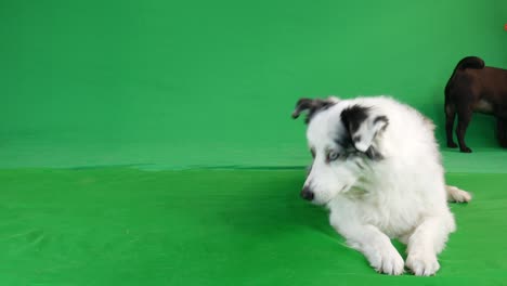 green screen - pug and australian shepherd dog