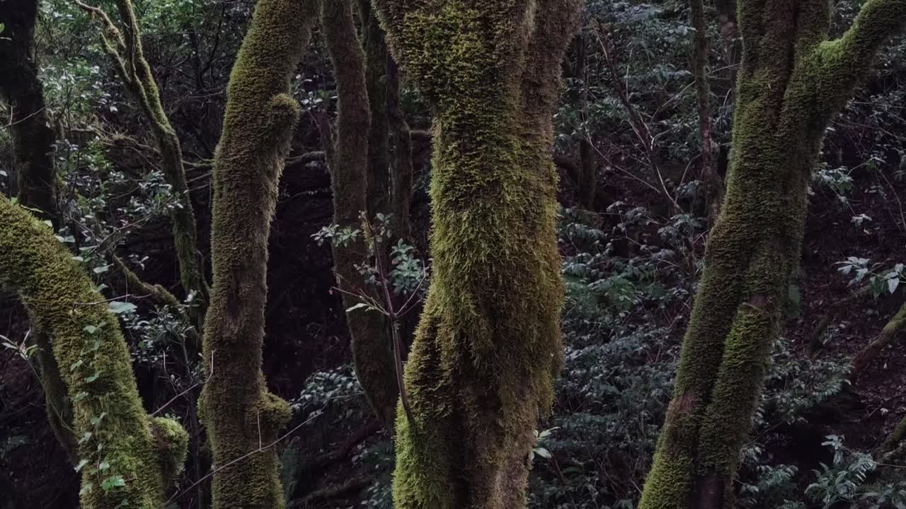 una foto inclinada del árbol de laurel en el parque rural nacional anaga en tenerife, islas canarias, españa