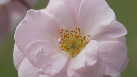 Nahaufnahme-Einer-Rosa-Blume-Mit-Gelber-Mitte