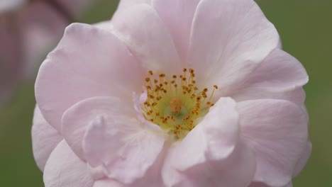 close up of pink flower with yellow center