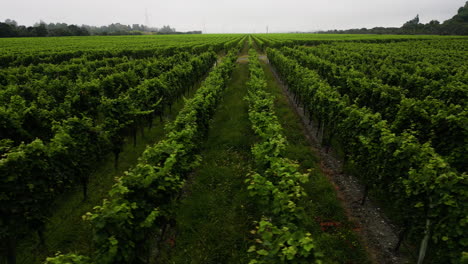 Growing-lines-of-grape-in-New-Zealand-landscape,-aerial-view