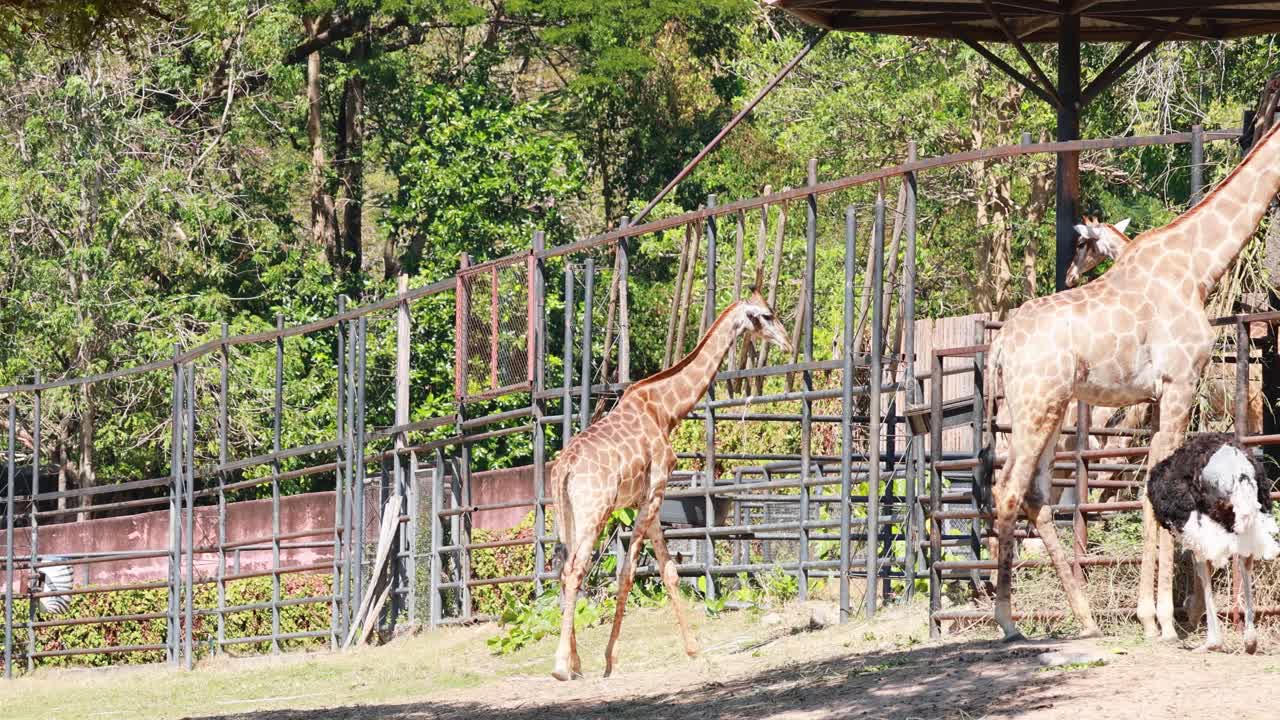 Giraffes and ostrich feeding at Chonburi zoo