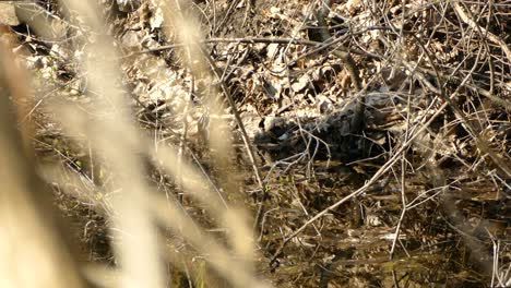 A-chickadee-drinking-water-from-a-creek,-Ontario,-Canada,-static-medium-shot