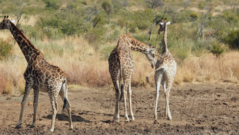 jirafas caminando hacia el agua