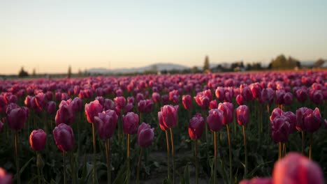primer plano de ilimitadas flores de tulipán rosa