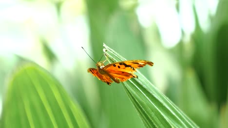 mariposa naranja se aferra a una hoja y agita sus alas