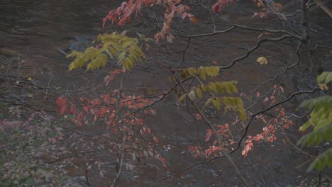 Bäume-Entlang-Des-Wissahickon-Creek-Im-Herbst