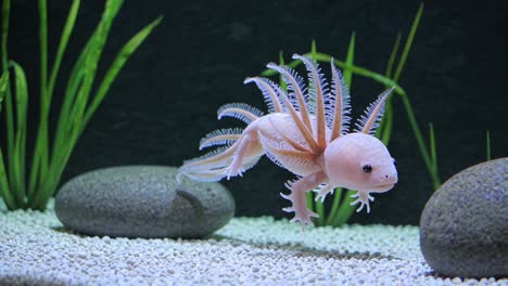 axolotl in aquarium