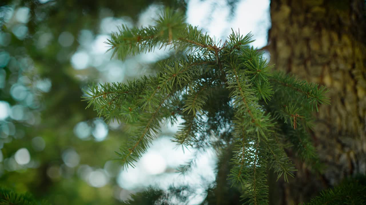 Capture the tranquil beauty of Colorado's wilderness with a mesmerizing clip showcasing a gently swaying pine branch amidst a serene forest backdrop